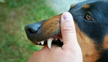 Stay Away from Myths about Rabies Prevention